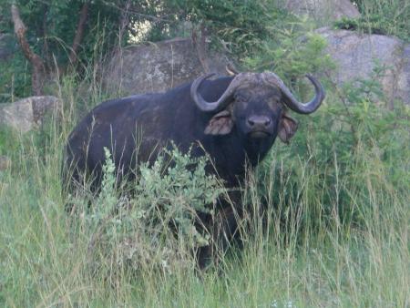 Buffalo de loin